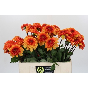 Dahlia American Sunset