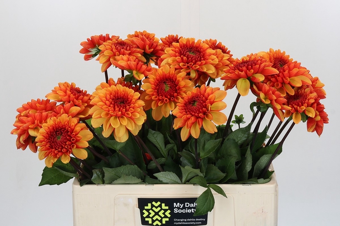 <h4>Dahlia American Sunset</h4>