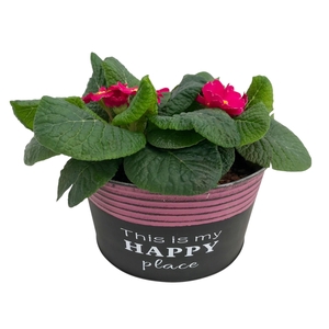 Primula Happy Zink rond op kleur 650
