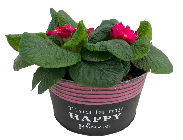 <h4>Primula Happy Zink rond op kleur 650</h4>