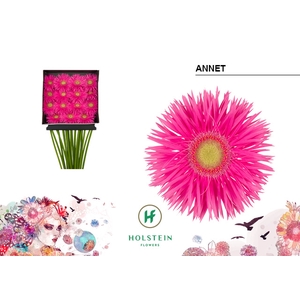 Gerbera Spider Annet Diamond per kaart