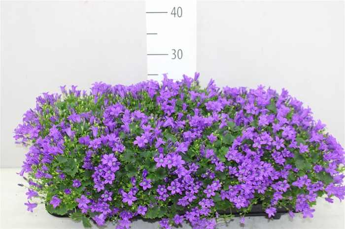 <h4>Campanula Port Porto</h4>