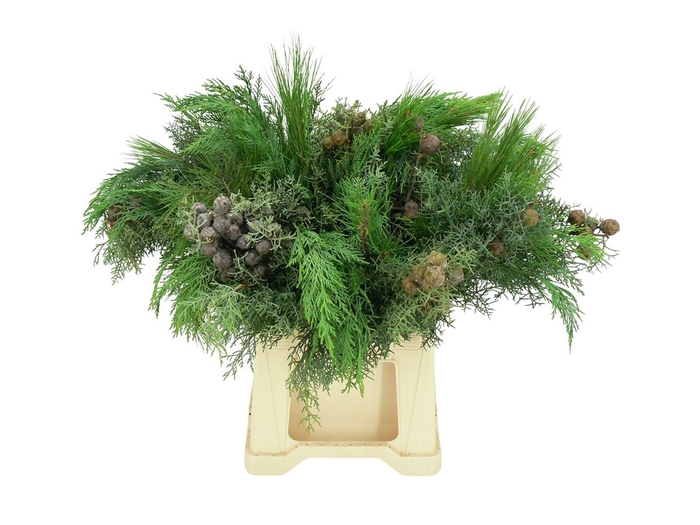 <h4>Conifeer Mix Bq (5 Stems Pb)</h4>