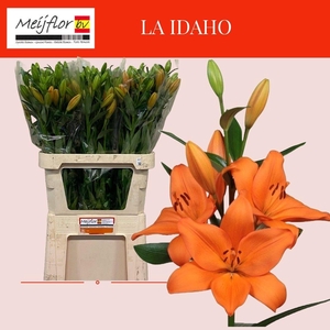 LI LA IDAHO