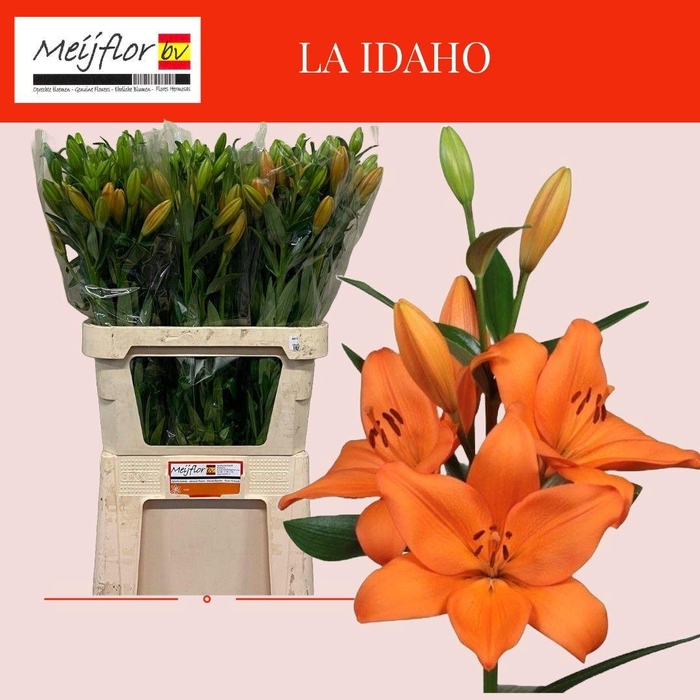 Li La Idaho
