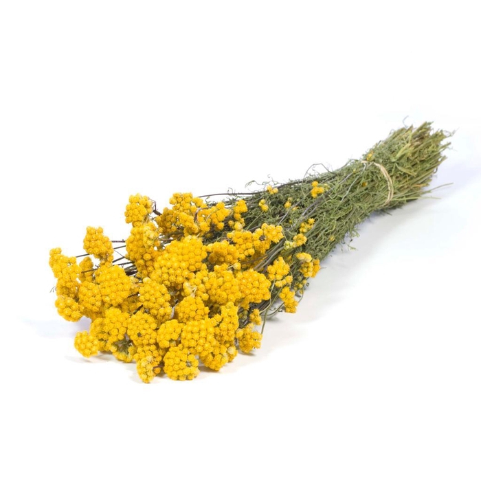 <h4>Lona Natural Yellow</h4>