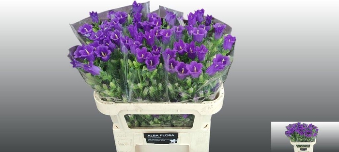 <h4>Campanula Medium Champion Blue</h4>