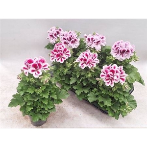 Pelargonium Grandiflorum Grp mixkar 3 kleuren