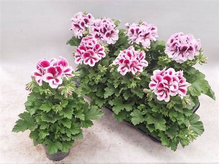 <h4>Pelargonium Grandiflorum Grp mixkar 3 kleuren</h4>