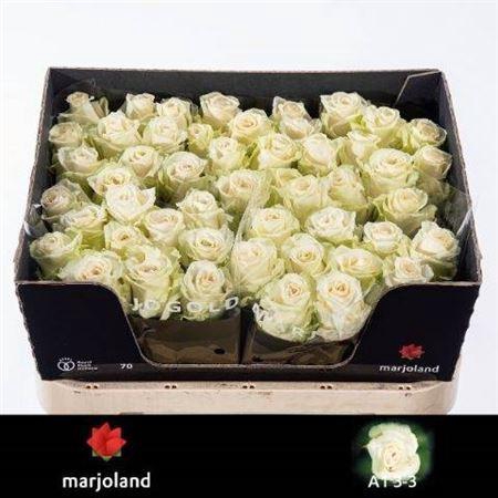 <h4>R Gr Dolomiti@</h4>