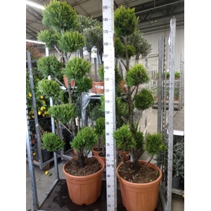 xCupressocyparis ley.   ...