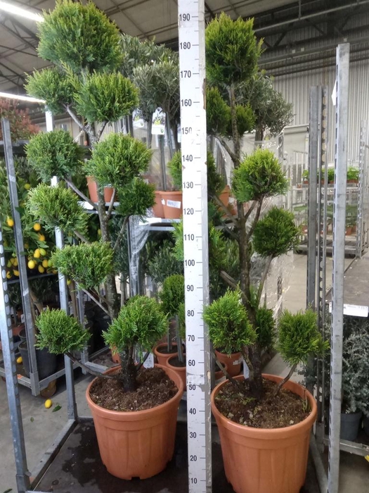 <h4>xCupressocyparis ley.   ...</h4>