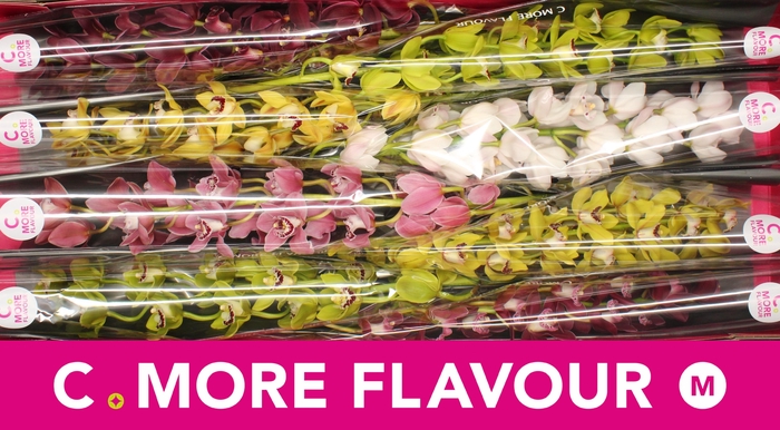 <h4>Mini cymbidium 'Mix' 70 cm</h4>