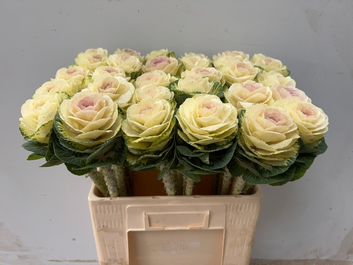 <h4>BRASS WHITE CRANE</h4>