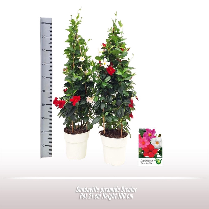 <h4>Mandevilla   ...</h4>