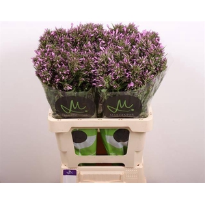 PHLOX PB VIOLET EYES