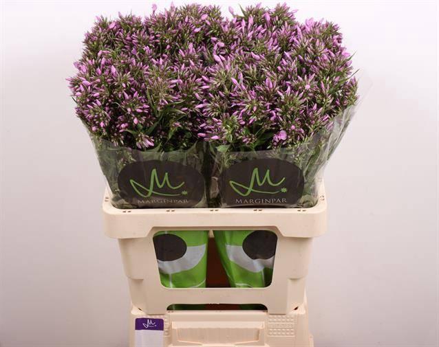 <h4>Phlox Pb Violet Eyes</h4>