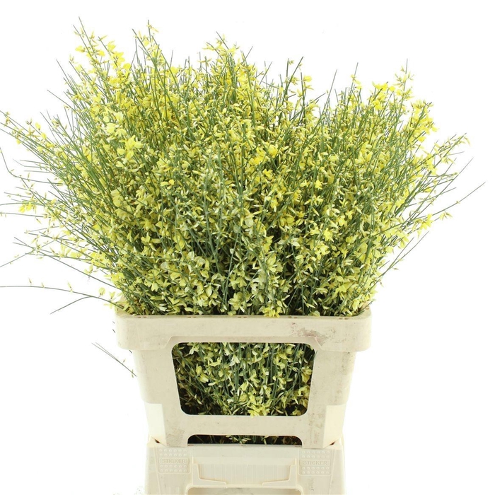 <h4>GEN OV GEEL BS</h4>