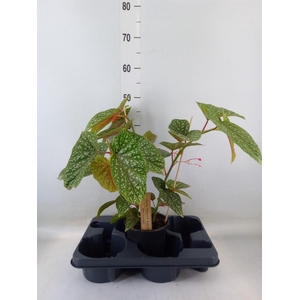Begonia BD   ...