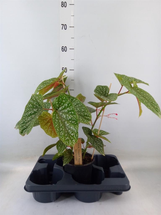 <h4>Begonia BD   ...</h4>