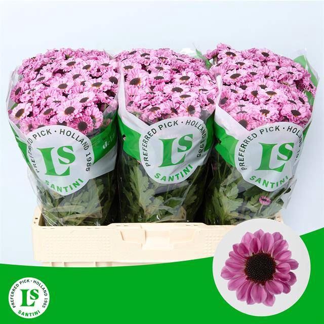 <h4>CHR S PATRESE PINK</h4>