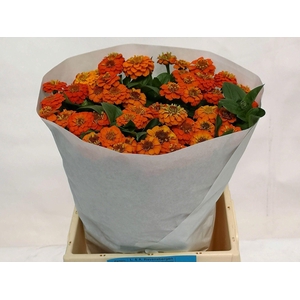 ZINNIA LILL ORANGE