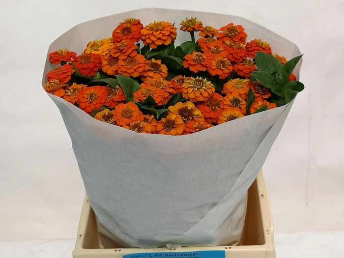 <h4>ZINNIA LILL ORANGE</h4>