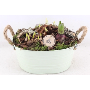 arr4 Bollenmix PL - Zink ovaal groen