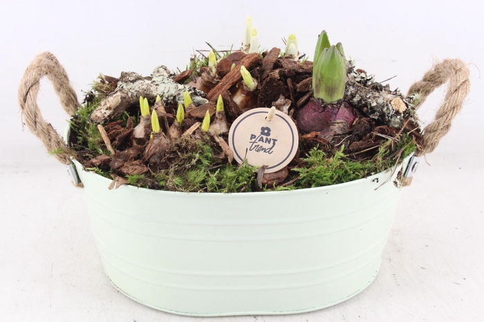 <h4>arr4 Bollenmix PL - Zink ovaal groen</h4>