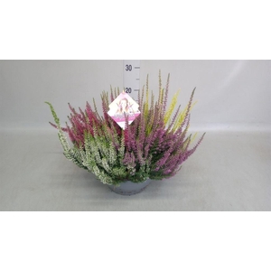 Calluna vulg. 'Beauty L High Five'