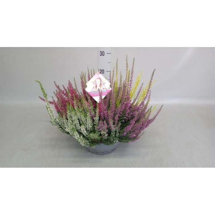 <h4>Calluna vulg. 'Beauty L High Five'</h4>