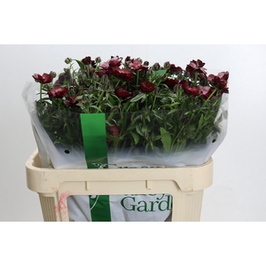 Ranunculus Magical Chocolate