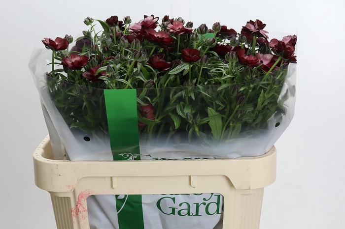 <h4>Ranunculus Magical Chocolate</h4>