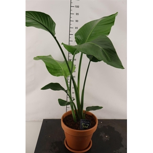 * Arr.. Terracotta Strelizia 25 Cm.