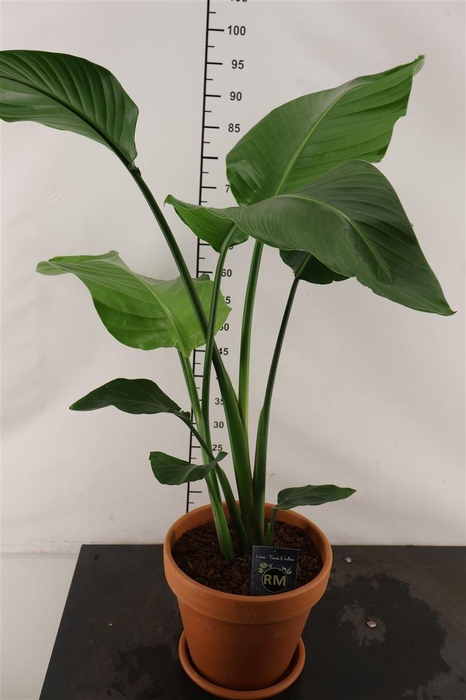 <h4>* Arr.. Terracotta Strelizia 25 Cm.</h4>