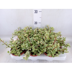 Portulacaria afra 'Variegata'