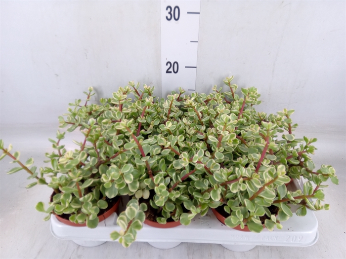 <h4>Portulacaria afra 'Variegata'</h4>
