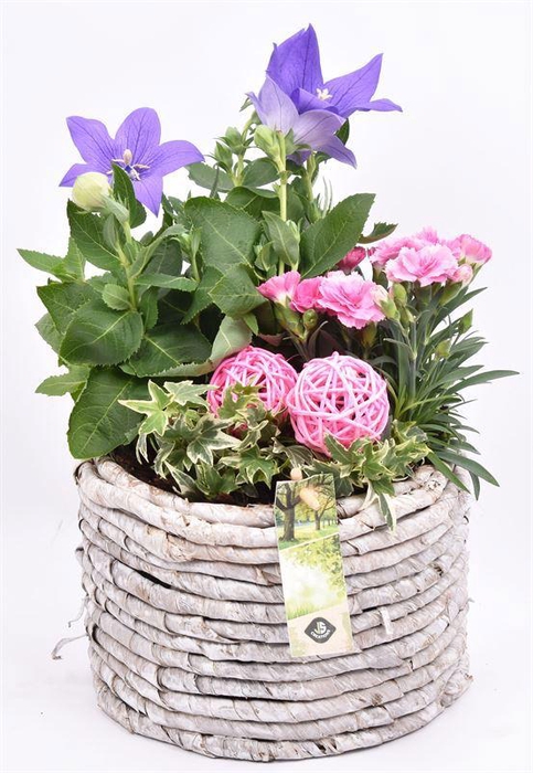 <h4>Maismand 20cm</h4>