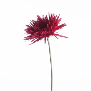 AF Gerbera Spider L65cm Beauty