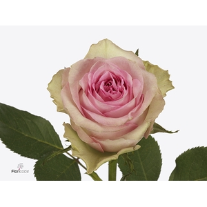 Rosa Brigitte Bardot
