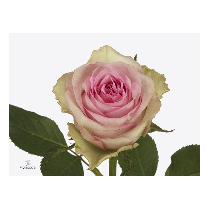 <h4>Rosa Cely</h4>