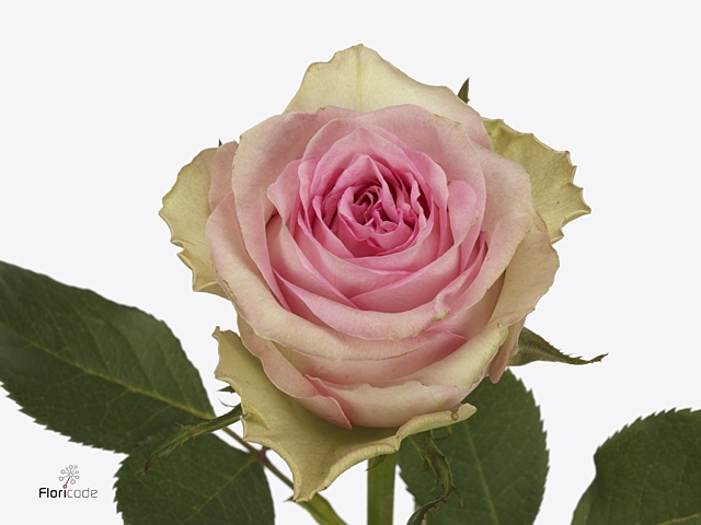 Rosa Brigitte Bardot