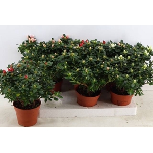 RHODO SI GEM