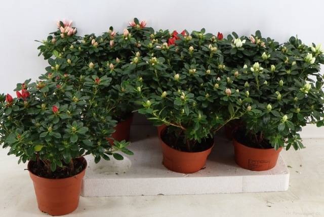 <h4>RHODO SI GEM</h4>