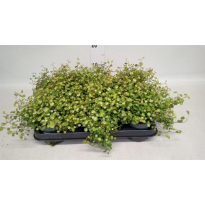 Muehlenbeckia com. 'Mao'ri'