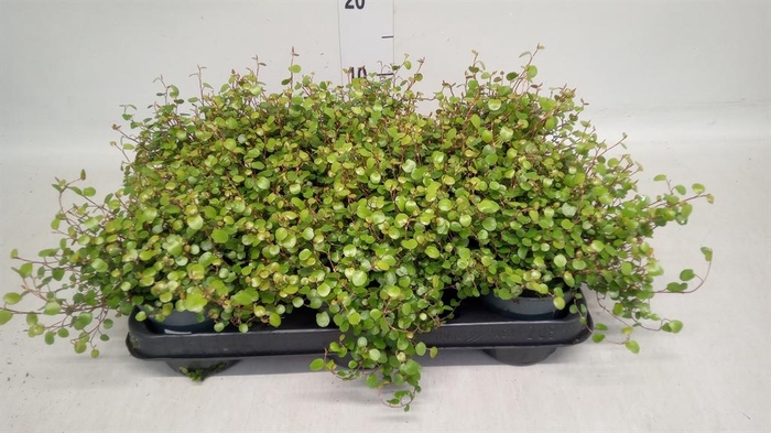 <h4>Muehlenbeckia com. 'Mao'ri'</h4>