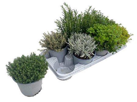 <h4>Tuinkruiden Gem</h4>