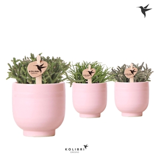 Kolibri Greens Rhipsalis mix in Glazed pot pink