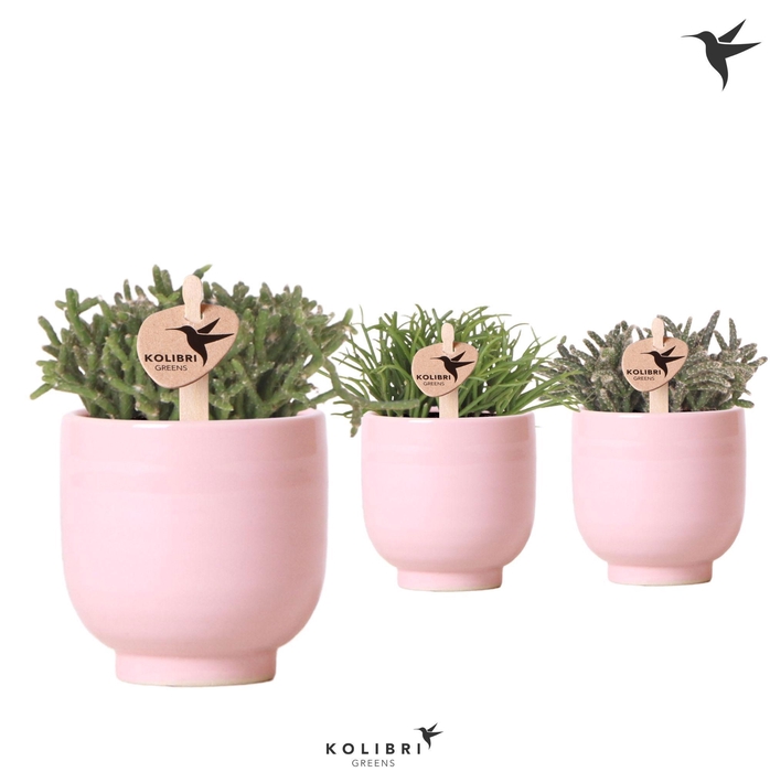 <h4>Kolibri Greens Rhipsalis mix in Glazed pot pink</h4>