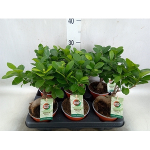Ficus microcarpa 'Ginseng'